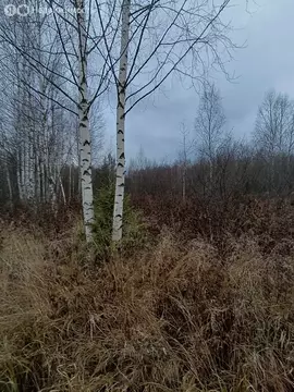 Участок в муниципальное образование Киров, СДТ Надежда (12 м)