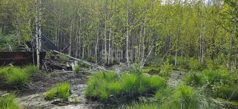 Участок в Ханты-Мансийский АО, Ханты-Мансийск Геофизик СОТ,  (9.8 ...