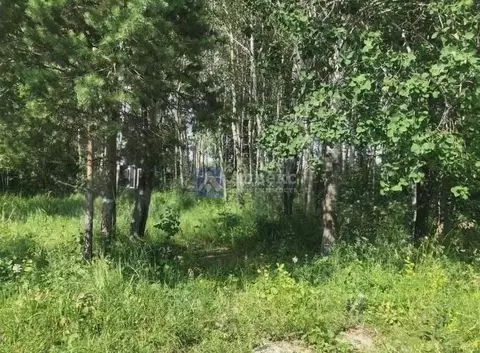 Участок в Тюменская область, Нижнетавдинский район, Сундукуль СНТ  ...