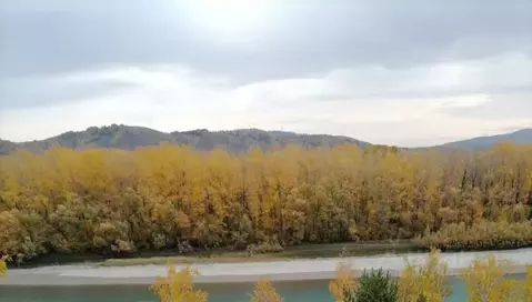 Участок в Алтайский край, Алтайский район, с. Ая, Пограничное тер.  ...