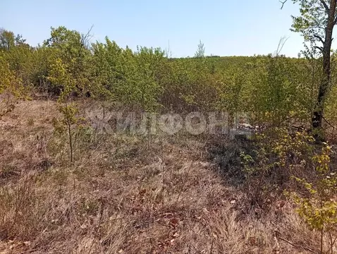 Участок в Амурская область, Благовещенск Игнатьевское ш. (7.0 сот.)