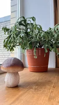 1-к кв. Ленинградская область, Сертолово Всеволожский район, ул. ...