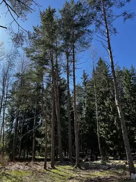 Участок в Ленинградская область, Выборгский район, Первомайское с/пос, ...