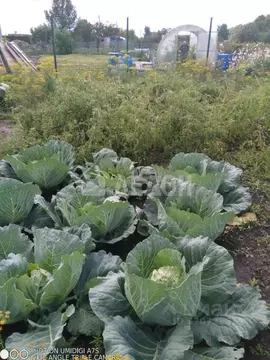 Участок в Омская область, Омский район, Пушкинское с/пос, д. Давыдовка ...