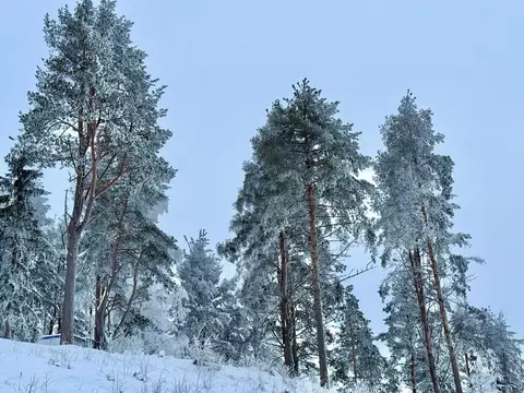 Участок в Ленинградская область, Всеволожский район, Бугровское ...