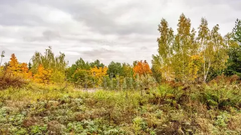 Участок в Москва д. Столбово, ул. Старателей (81.99 сот.)