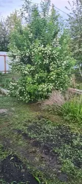 Участок в Тюменская область, Тюмень Плодовое СНТ, ул. Земляничная (4.3 ...