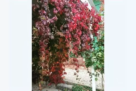 Дом в Крым, Судак городской округ, с. Морское проезд 2-й Озен Бою (55 ...