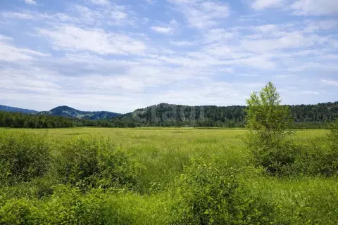 Участок в Алтай, Майминский район, с. Кызыл-Озек ул. Цветочная, 9 ...