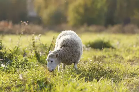 Участок в Ленинградская область, Выборгский район, Первомайское с/пос, ...