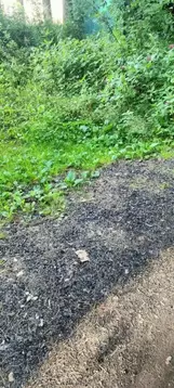 Участок в Новосибирская область, Новосибирск Восход Пашинский ТСН, 45 ...