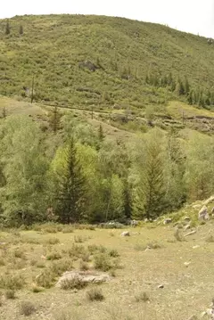 Участок в Алтай, Онгудайский район, с. Купчегень Средняя ул. (14.6 ...