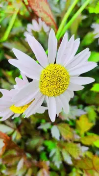 Дом в Архангельская область, Приморский муниципальный округ, Исток СНТ ...