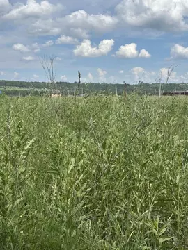 Участок в Курская область, Курск ул. Евгения Носова, 25 (10.0 сот.)