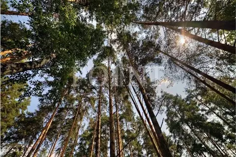 Участок в Московская область, Истра муниципальный округ, с. Павловская ...