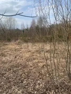 Участок в Ленинградская область, Приозерский район, Раздольевское ...