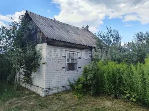 Участок в Брянская область, Брянский район, Чернетовское с/пос, Сад-8 ...