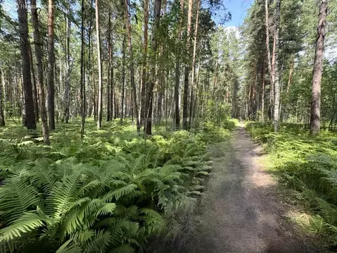 Участок в Мочищенский сельсовет, дачный посёлок Мочище, Снежная улица ...