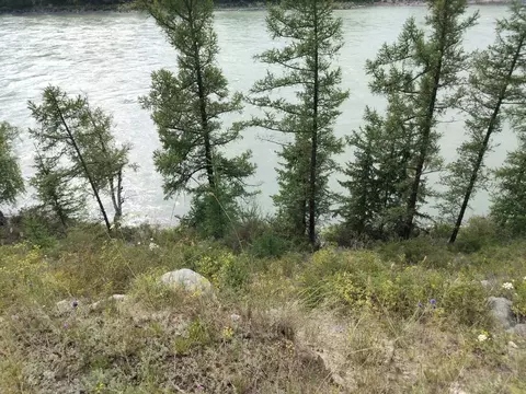 Участок в Алтай, Чемальский район, с. Куюс Центральная ул. (80.0 сот.)