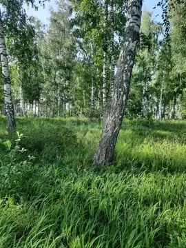 Участок в Алтайский край, Бийский район, с. Лесное пер. Северный, 12 ...