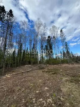 Участок в Пермский край, Березники ул. Вербная (8.0 сот.)