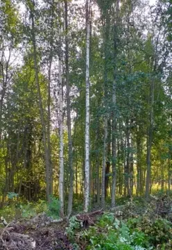 Участок в Ленинградская область, Выборгский район, Рощинское городское ...