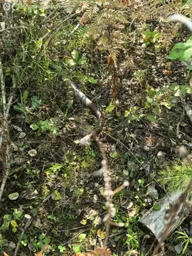 Участок в Иркутский муниципальный округ, деревня Худякова (10 м)