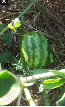 Участок в Севастополь ул. Федоровская, 155 (10.0 сот.)