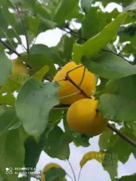 Участок в Санкт-Петербург, Санкт-Петербург, Павловск Звездочка СНТ, ...