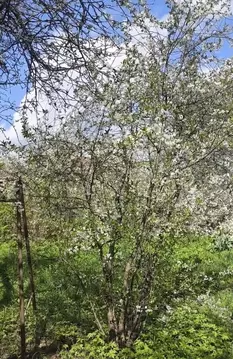 Участок в Владимирская область, Вязники 2-й Щербаковский пер., 3 (6.7 ...