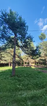 Участок в Нижегородская область, Богородский муниципальный округ, д. ...