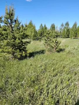 Участок в Челябинская область, Чебаркульский район, Непряхинское с/пос ...