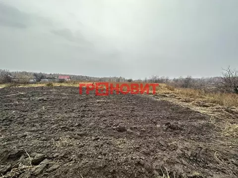 Участок в Новосибирская область, Ордынский район, с. Кирза Боровая ...