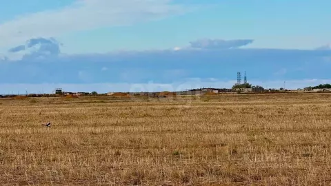 Участок в Крым, Сакский район, Молочненское с/пос, с. Витино  (6.0 ...