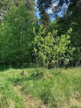 Участок в Калужская область, Дзержинский район, Льва Толстого с/пос, ...