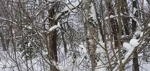 Участок в Московская область, Дмитровский муниципальный округ, д. ...