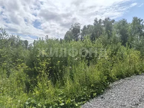Участок в Новосибирская область, Новосибирск Золотая Горка СНТ, аллея ...