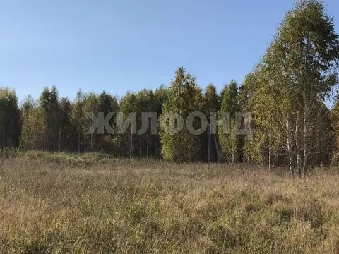 Участок в Новосибирская область, Новосибирский район, Станционный ...