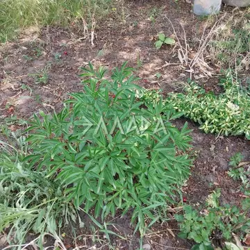 Участок в Ростовская область, Аксайский район, Щепкинское с/пос, пос. ...