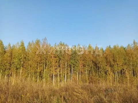 Участок в Новосибирская область, с. Новолуговое Мостовая ул. (9.0 ...