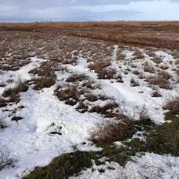 Участок в Крым, Ленинский район, с. Батальное ул. Степная (986.98 ...