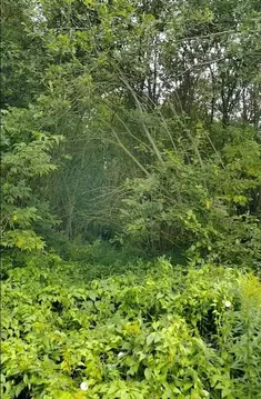 Участок в Московская область, Чехов муниципальный округ, пос. Васькино ...