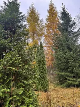 Дом в Псковская область, Псковский район, Карамышевская волость, ...