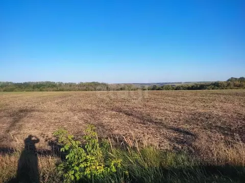 Участок в Белгородская область, Красногвардейский район, Никитовское ...