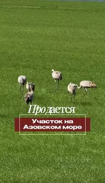 Участок в Крым, Ленинский район, Семисотское с/пос, с. Каменское  (6.0 ...