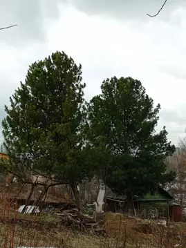 Участок в Пермский край, Добрянский городской округ, пос. Дивья  (45.0 ...