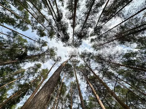 Участок в Татарстан, Лаишевский район, д. Матюшино  (191.0 сот.)