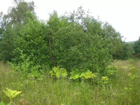 Участок в Московская область, Рузский муниципальный округ, д. Барынино ...