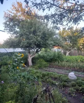 Дом в Брянская область, Брянск Лужаны-2 со,  (50 м)