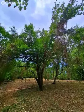 Участок в Краснодарский край, Сочи, посёлок Вардане (5 м)